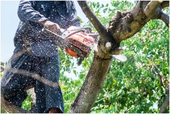 tree services Park Crest